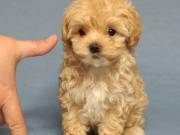 lovely Maltipoo litters for adoption: (612) 503-9212