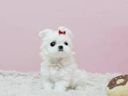 Male And Female Maltese Puppies.