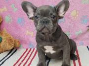Cute French Bulldog Puppies For Sale