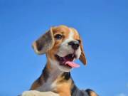 Rehomable Beagle Puppies Ready Now
