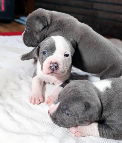 Pitbulls Available Now +1 (310) 881-4646 - Picture