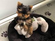 adorable and lovely female  Yorkshire terrier ready now