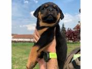 Rottweiler Puppies