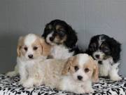 Cavachon puppies boys and girls 