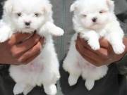  Teacup trained Malttes puppies male & female +1‪(734) 335-0571