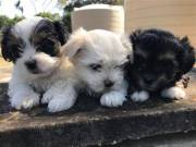 Gorgeous Shih Tzu puppies for sale