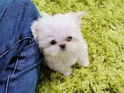 Charming Malttes puppies available for new homes+1(405) 445-1011