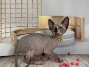 Beautiful Sphynx Kittens for Adoption  +‪1(402) 302-1608‬