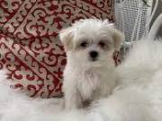   Maltese Puppies Text 9733705813