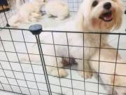  Teacup Maltese puppies male & female for Adoption :  +1(571) 336-6141