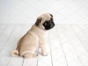 Cheap Pug Puppies Ready For Adoption