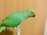 Intelligent  male and female parrots