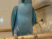 Our birds are looking for new homes
