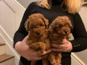 Toy Poodle Puppy (262) 297-9394‬