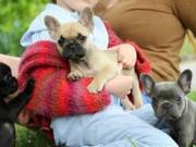  Affectionate French Bulldog Puppies