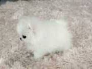 2 T-Cup Pomeranian Puppies Available