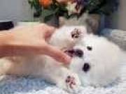 2 Healthy male and female Pomeraniann,901-310 (1560)