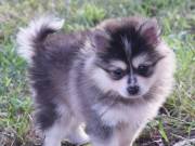Beautiful Pomsky Puppies 13 weeks old.(360) 322-4651