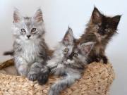 Stunning Pedigree Maine coon kittens