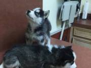 Pomsky Puppies Available