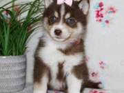 Beautiful Pomsky Puppies 13 weeks old.(360) 322-4651