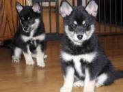 Pomsky Puppies Looking For New Home. (360) 322-4651