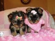 Registered Yorkshire Puppies For Re-Homing (262) 297-9394‬ 