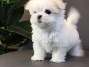 ADORABLE MALTASE PUPPIES FOR SALE