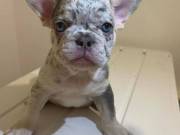 Beautiful French Bulldog  Pups11