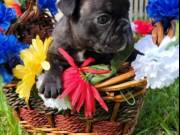 Registered French Bulldog  for sale now 7 puppies 