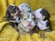 English Bulldog Puppies 7