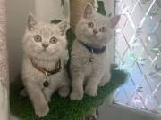 British shorthair kittens