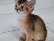 Cute Abyssinian kittens For sale.