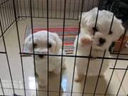 Nice and Healthy Maltese +1‪(760) 486-2342‬