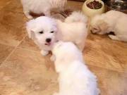 Well Trained Teacup Maltese puppies available +1‪(760) 486-2342‬