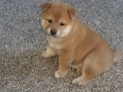 shiba in puppies are available for adoption