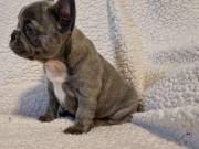 Blue Male And Female French Bulldog Puppies Ready