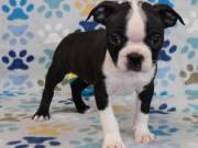One girl left ready to go Boston Terrier AKC Reg