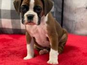 Champion Bloodline Pedigree Boxer Puppies