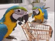  Blue and Gold Macaw Parrots for Sale