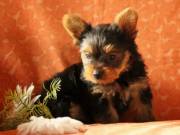 Male And Female Yorkie Puppies.