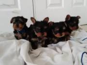 Male And Female Yorkie Puppies.