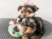 Quality Yorkie Puppies Available (320) 425-0205