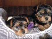  Teacup Yorkie Puppies Seek Loving Home