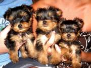 Beautiful teacup yorkie puppies available