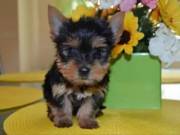 Beautiful Tiny Teacup Yorkie Puppies