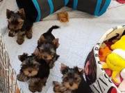 Beautiful teacup yorkie puppies available