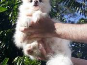 Two Super cute Pomeranian puppies puppies (717) 638-9052