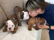 Adorable bloodline English bulldog puppies both male and female d(321)351-7591