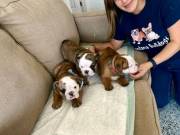 Pearl English bulldog sweet home for 2 female and a male still available